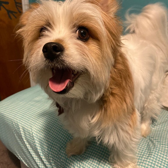 Meet Your Posher - Picture 2 of 2